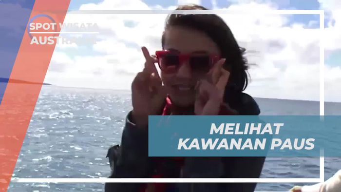 Saksikan Kawanan Paus Biru Secara Langsung di Australia, Pengalaman Tak Terlupakan  