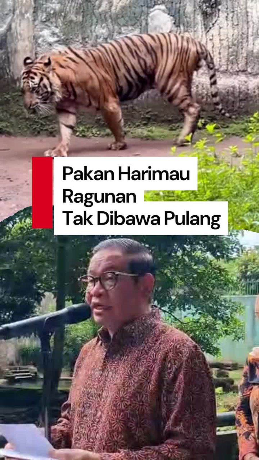 Video Pramono Tepis soal Pakan Harimau Dibawa Pulang: Pemberian Diawasi Ketat