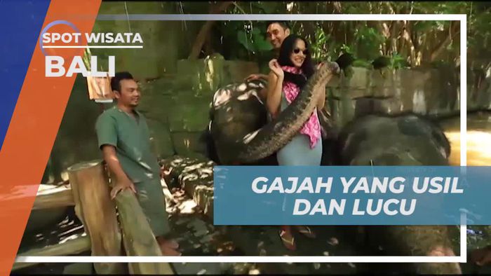 Bermain dan Berinteraksi Lucu dengan Gajah Usil di Bali Safari & Marine Park  