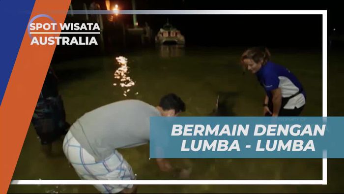 Beri Makan Lumba-Lumba Menawan di Tangalooma Island, Australia  