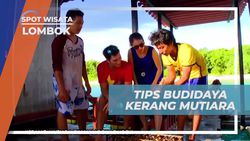 Melihat Kerang Mutiara Muda dan Mendapatkan Tips Budidaya di Gili Nanggu, Lombok  