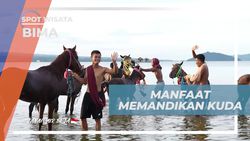 Melatih Otot dan Pernafasan Kuda Pacu dengan Memandikan di Desa Monggo, Bima 