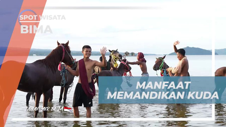 Melatih Otot dan Pernafasan Kuda Pacu dengan Memandikan di Desa Monggo, Bima 