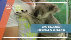 Berfoto dan Berinteraksi Langsung dengan Koala di Australia, Pengalaman Tak Terlupakan  