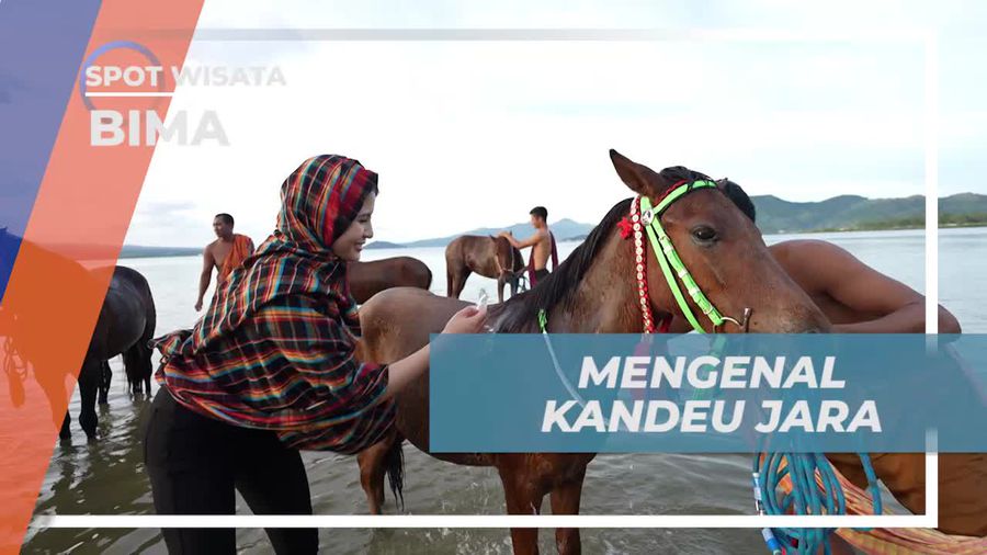 Mengenal Tradisi Memandikan Kuda di Laut Kandang Jara, Bima  