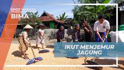 Mengikuti Kegiatan Menjemur Jagung Bersama Warga di Desa Monggo, Bima  