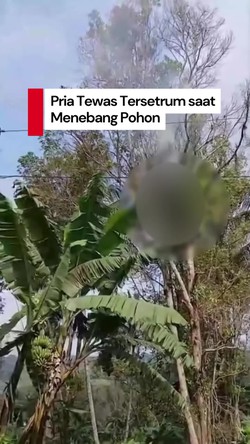 Video: Remaja di Pemalang Tewas Tersetrum saat Tebang Pohon Cengkeh 
