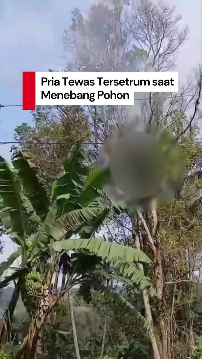 Video: Remaja di Pemalang Tewas Tersetrum saat Tebang Pohon Cengkeh 