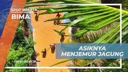 Merasakan Keseruan Menjemur Jagung dan Canda Tawa di Desa Monggo, Bima  