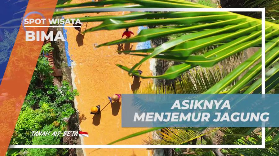 Merasakan Keseruan Menjemur Jagung dan Canda Tawa di Desa Monggo, Bima  