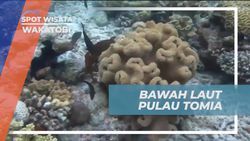 Melakukan Diving di Bawah Laut Pulau Tomia, Wakatobi  