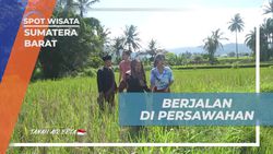 Jalan-Jalan di Persawahan dan Saksikan Ternak Itik di Sumatera Barat