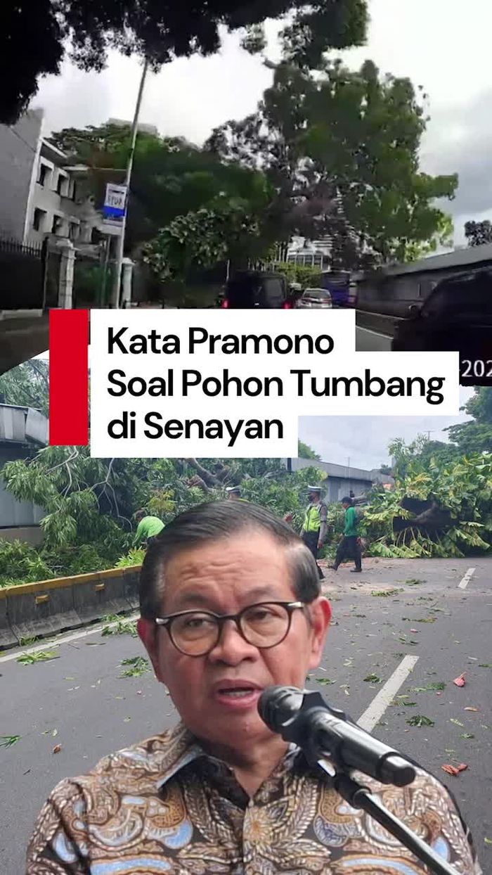 Video: Pohon Tumbang Ganggu Konstruksi MRT, Ini Respons Pramono