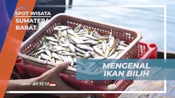 Mengenal Ikan Bilih di Danau Singkarak dan Danau Maninjau di Sumatera Barat  