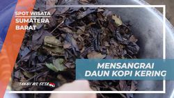 Rasakan Sensasi Mensangrai Daun Kopi Kering di Sumatera Barat