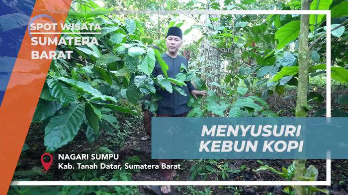 Eksplorasi Kebun Kopi di Nagari Sumpu, Sumatera Barat
