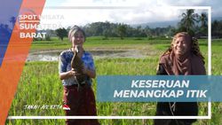 Menangkap Itik Bersama Warga Sawah dalam Petualangan di Sumatera Barat  