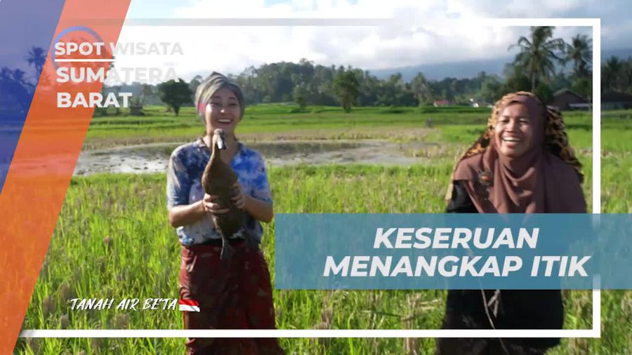 Menangkap Itik Bersama Warga Sawah dalam Petualangan di Sumatera Barat  