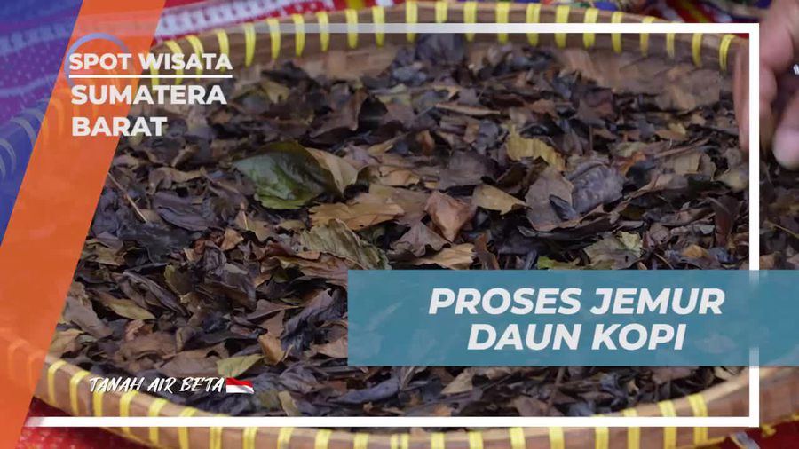 Lakukan Proses Menjemur Daun Kopi di Sumatera Barat