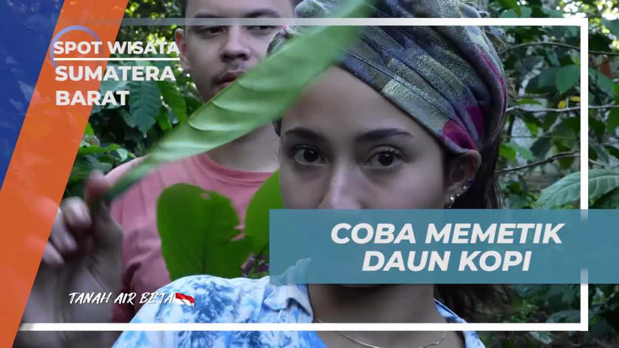 Coba Petik Daun Kopi Langsung dari Kebun di Sumatera Barat