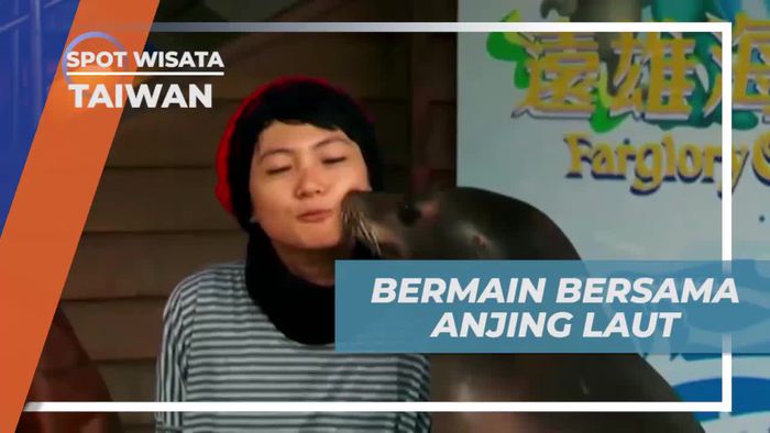 Bermain dan Berinteraksi Seru dengan Anjing Laut serta Ikan Duyung di Taiwan  