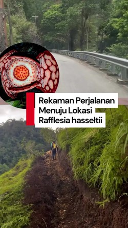 Video: Medan Menantang untuk Temukan Rafflesia hasseltii di Sumbar