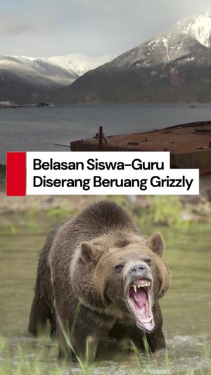 Video: Siswa dan Guru di Kanada Diserang Beruang Grizzly, 11 Orang Luka