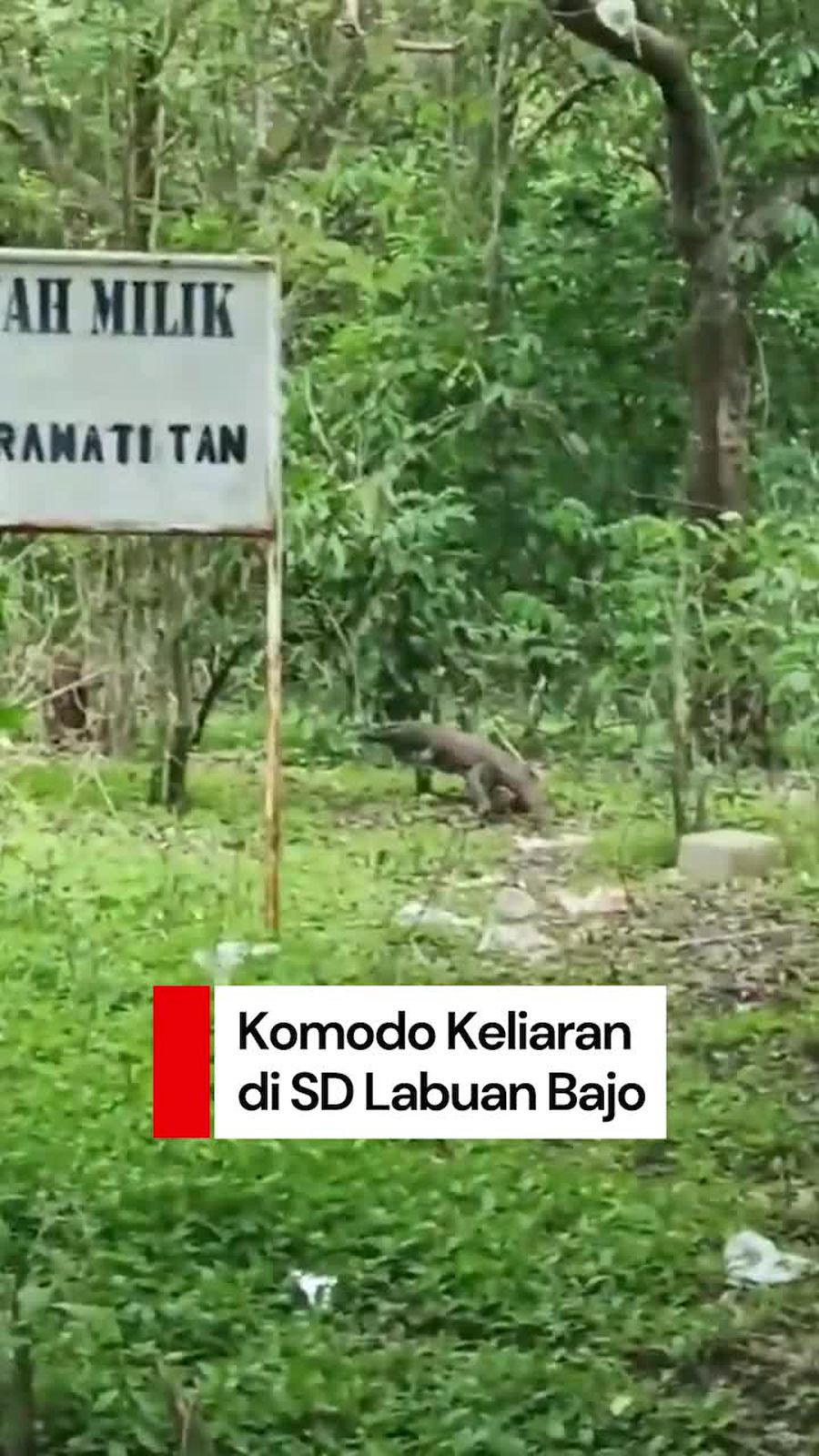 Video: Komodo Keliaran di Area Sekolahan Labuan Bajo