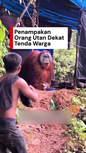 Video: Viral Orang Utan Datangi Tenda Warga, BKSDA Aceh Telusuri