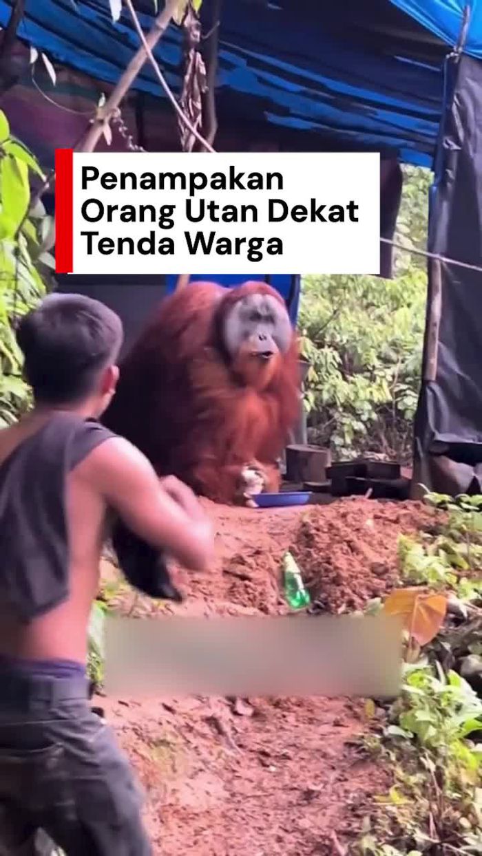 Video: Viral Orang Utan Datangi Tenda Warga, BKSDA Aceh Telusuri