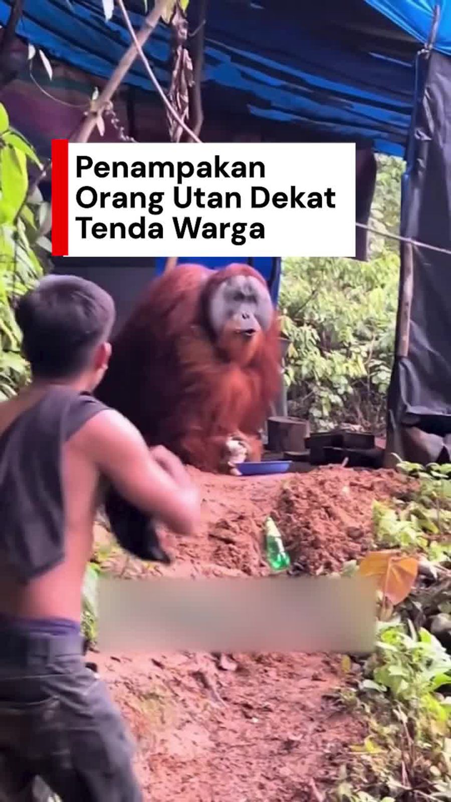 Video: Viral Orang Utan Datangi Tenda Warga, BKSDA Aceh Telusuri