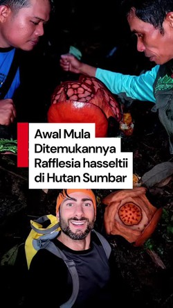 Video Pencarian Rafflesia hasseltii di Hutan Sumbar adalah Tentang Bertaruh