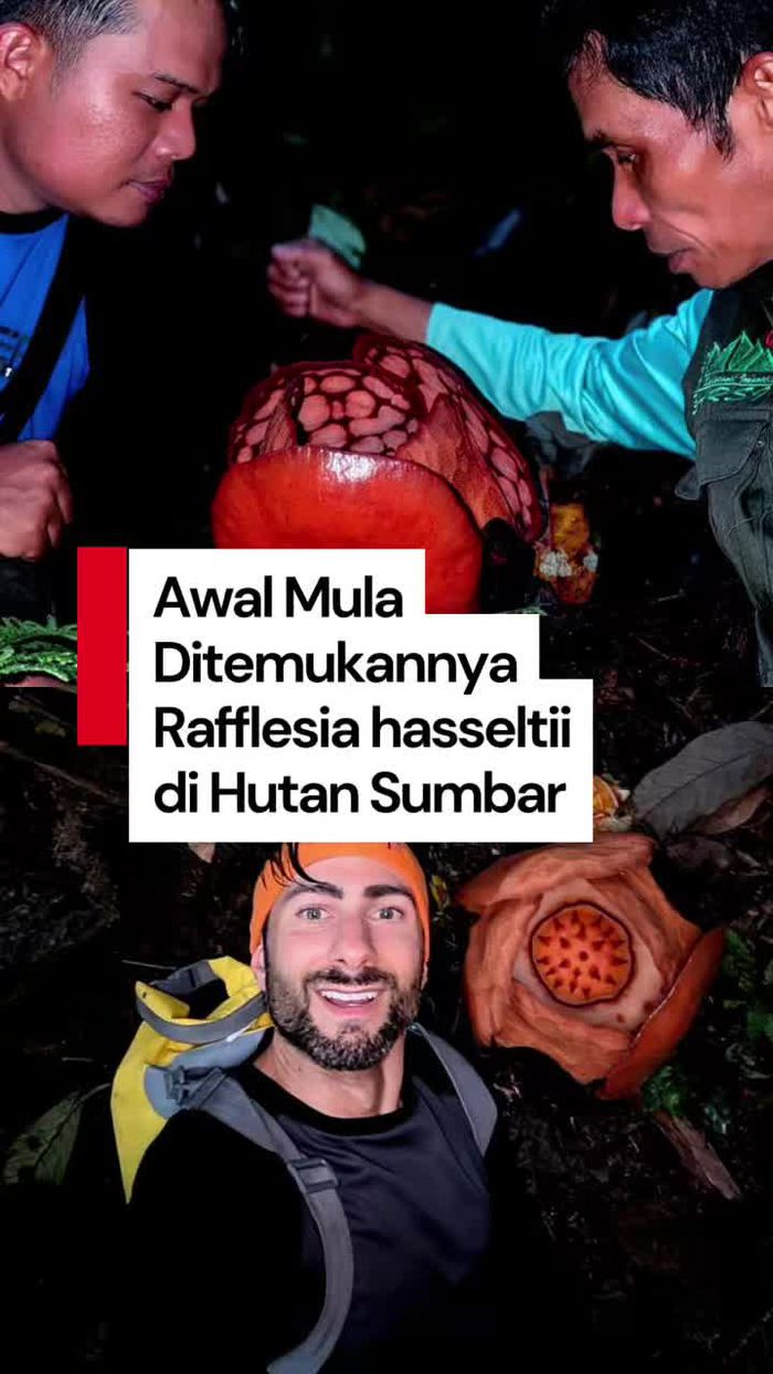 Video Pencarian Rafflesia hasseltii di Hutan Sumbar adalah Tentang Bertaruh