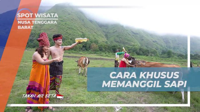 Pelajari Cara Khusus Suku Sasak Bayan Memanggil Sapi di Desa Senaru, Nusa Tenggara Barat  