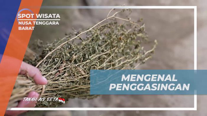 Kenali Penggasingan, Alat Tradisional Suku Sasak Bayan di Desa Senaru, Nusa Tenggara Barat  