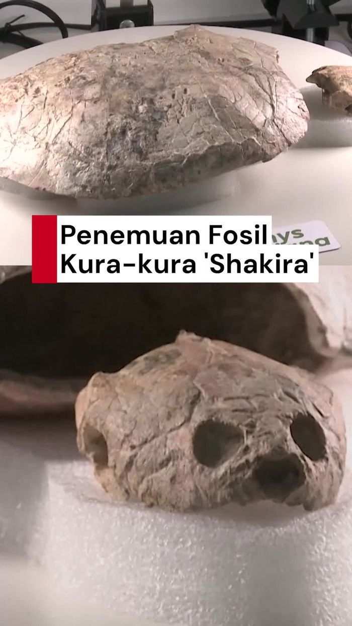 Video: Penyanyi Shakira Diabadikan Jadi Nama Temuan Fosil di Kolombia