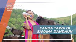 Rasakan Canda Tawa saat Berinteraksi dengan Sapi di Savana Dandaun, Nusa Tenggara Barat  
