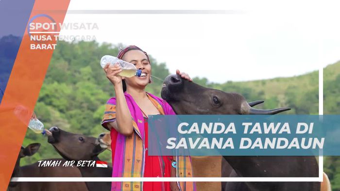 Rasakan Canda Tawa saat Berinteraksi dengan Sapi di Savana Dandaun, Nusa Tenggara Barat  