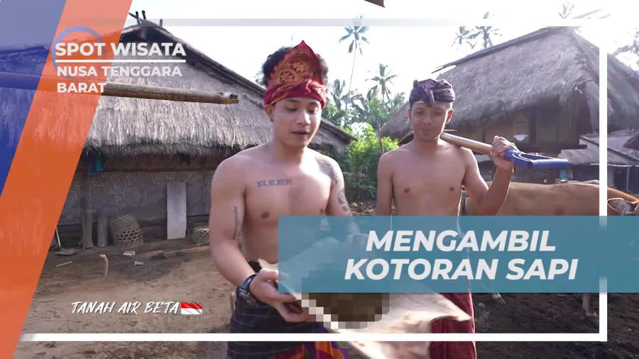 Ajak Warga Mengambil Kotoran Sapi untuk Pembuatan Lantai di Desa Senaru, Nusa Tenggara Barat  