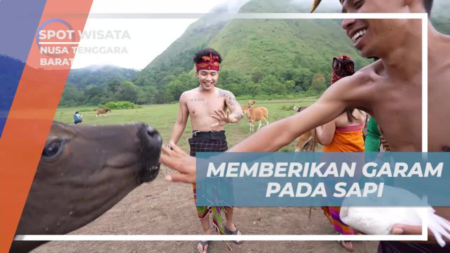 Temukan Manfaat Garam untuk Sapi Peliharaan Suku Sasak Bayan di Nusa Tenggara Barat  