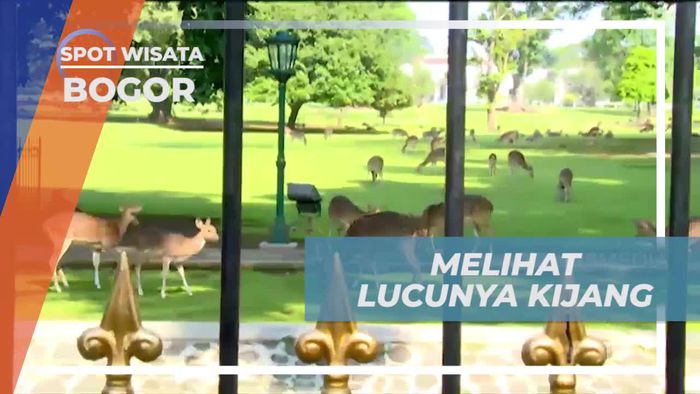 Temui Kijang Lucu di Halaman Istana Bogor  