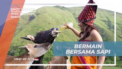 Nikmati Momen Seru Bermain dan Interaksi dengan Sapi di Savana Dandaun, Nusa Tenggara Barat  