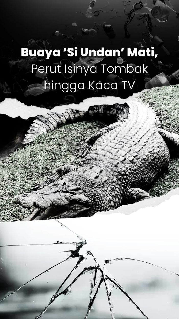 Video Buaya Si Undan Mati, Perutnya Isi Tombak hingga Kaca TV