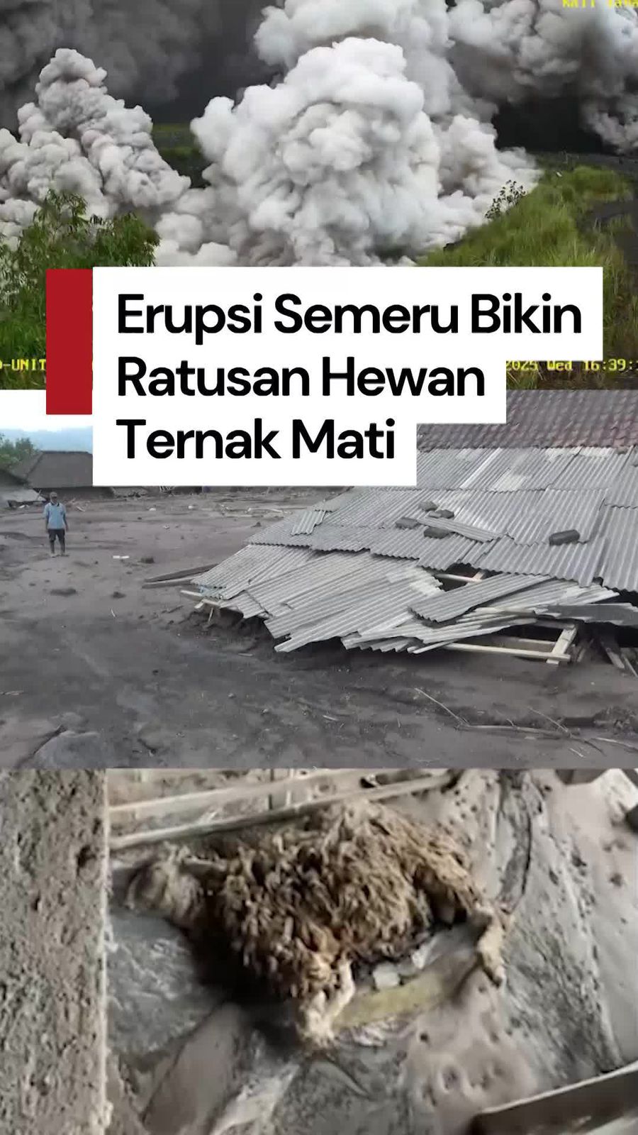 Video: Ratusan Ekor Hewan Ternak Mati Akibat Erupsi Gunung Semeru
