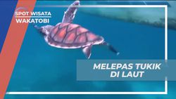 Melepas Tukik di Laut Pulau Tomia dan Menikmati Keindahan Alam Wakatobi  