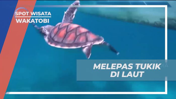 Melepas Tukik di Laut Pulau Tomia dan Menikmati Keindahan Alam Wakatobi  