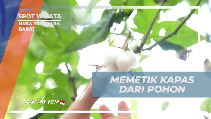 Memetik Kapas Langsung dari Pohon Bersama Warga Sasak Bayan di Nusa Tenggara Barat  