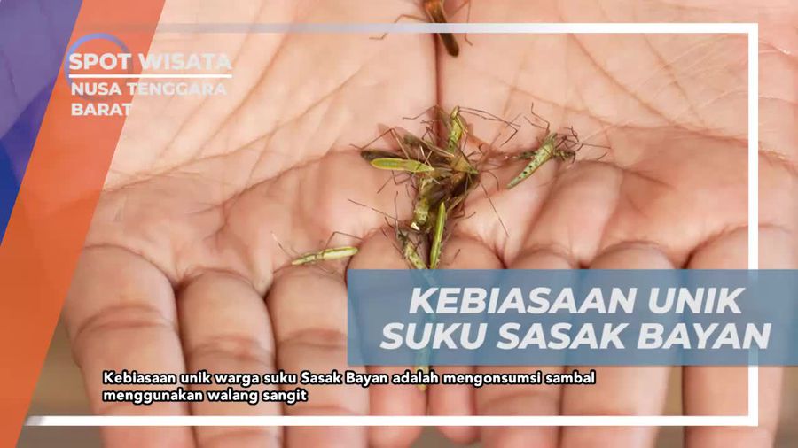 Mengungkap Kebiasaan Unik Suku Sasak Bayan yang Mengkonsumsi Sambal Walang Sangit di Nusa Tenggara Barat  