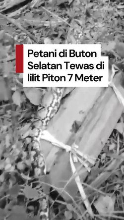 Video: Petani di Buton Selatan Tewas Dililit Ular Piton 7 Meter