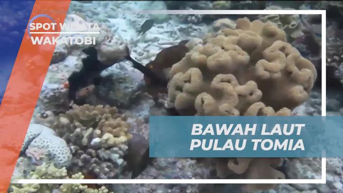 Melakukan Diving Eksplorasi Bawah Laut di Pulau Tomia, Wakatobi  